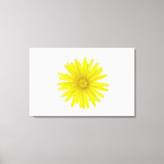 Toile Fleur de Dandelion (Taraxacum officinale), un comp (Recto)