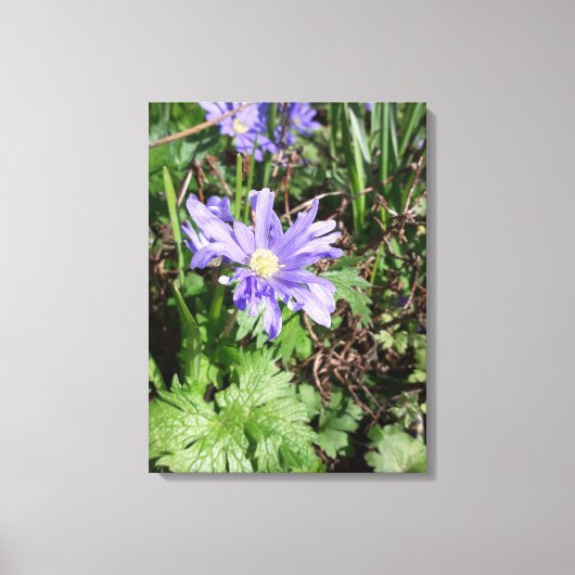 Toile Fleur de jardin bleu (Recto)