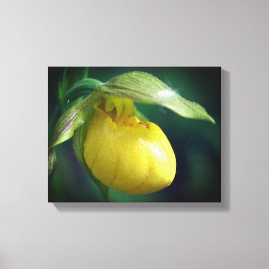 Toile Fleur de l'orchidée à chèvre jaune sauvage (Recto)