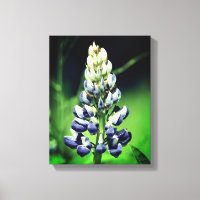Fleur de lupine pourpre à un seul type