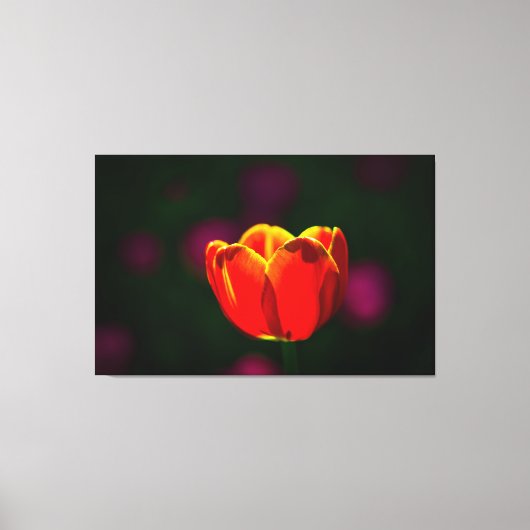 Toile Fleur de tulipe rouge (Recto)