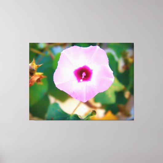 Toile Fleur de volubilis rose (Recto)