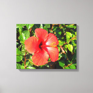 Toile Fleur d'Hibiscus