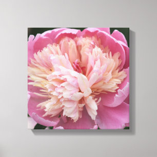 Toile Fleur en gros plan - En fleurs - Rose