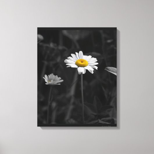 Toile Fleur noire et blanche de marguerite jaune (Recto)