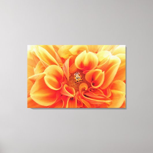 Toile Fleur Orange Feu Dahlia avec une dame (Recto)
