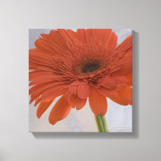 Toile Fleur orange Gerber Daisy (Recto)