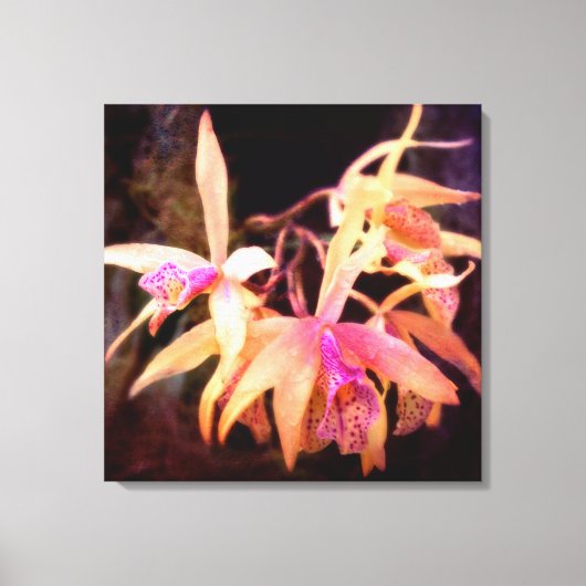 Toile Fleur - Orchidée - Laelia - Passion de minuit (Recto)