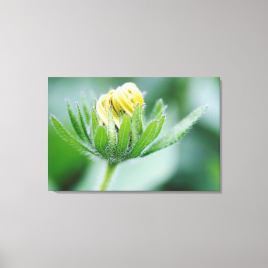 Toile Fleur Ouverte De Cone Flower (Recto)