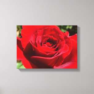 Toile Fleur rose rouge vif Belle florale