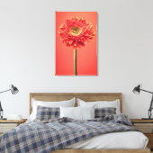 Toile Fleur rouge Barberton Gerbera Daisy (Insitu(Chambre))