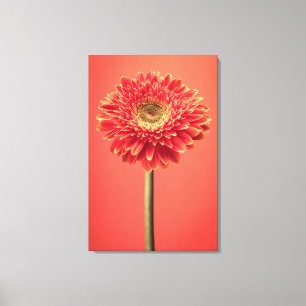 Toile Fleur rouge de marguerite de Gerbera de Barberton