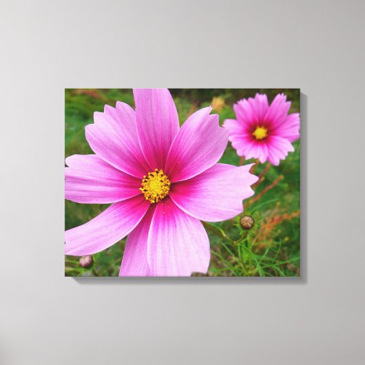 Toile Fleur sauvage de fleurs Cosmos roses (Recto)