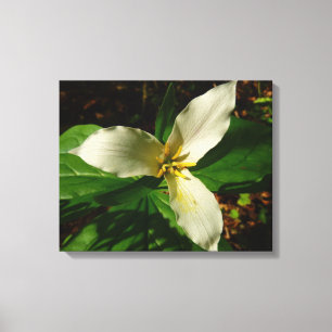 Toile Fleur sauvage de printemps blanc Trillium Flower