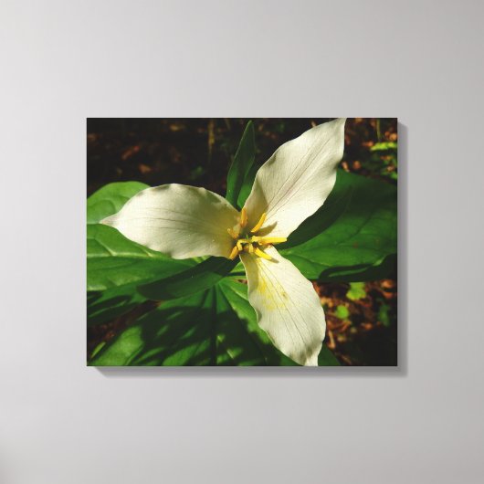 Toile Fleur sauvage de printemps blanc Trillium Flower (Recto)