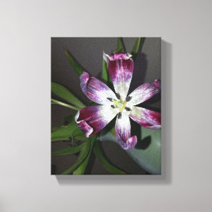 Toile Fleur Tulip