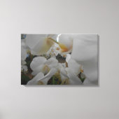 Toile Fleurs blanches (Recto)