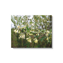 Fleurs blanches crémeuses sur buisson après la plu