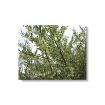 Fleurs blanches crémeuses sur un buisson après la