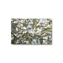 Fleurs blanches de l'arbre à chiens
