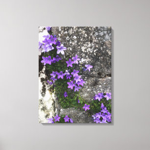 Toile Fleurs Campanula grandissant sur un mur