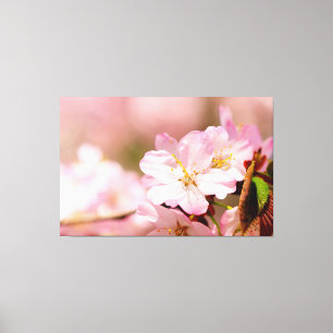 Toile Fleurs Charmin Sakura sur fond rose, rose, rose