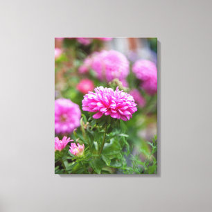 Toile Fleurs d'Asters roses