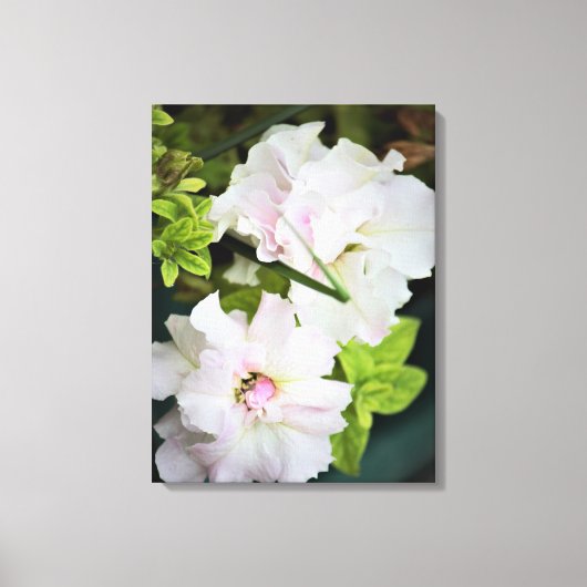 Toile Fleurs de Gardenia (Recto)