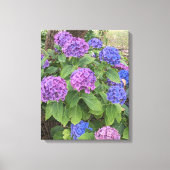 Toile Fleurs de Hortensia Bleu et Rose (Recto)