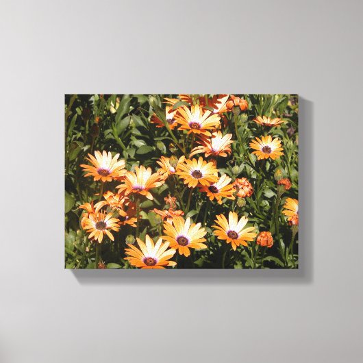 Toile fleurs de marguerite (Recto)