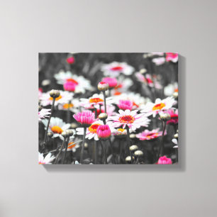 Toile Fleurs de marguerite rose