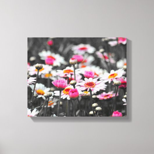 Toile Fleurs de marguerite rose (Recto)