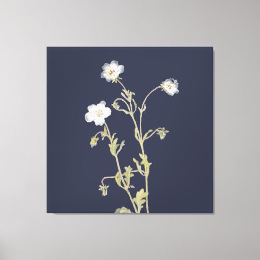 Toile Fleurs de Nemophila (Recto)