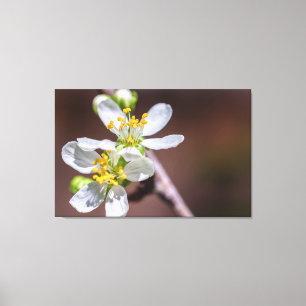 Toile Fleurs de prune