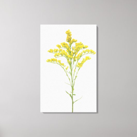 Toile Fleurs de verge d'or (Solidago juncea), Amérique d (Recto)