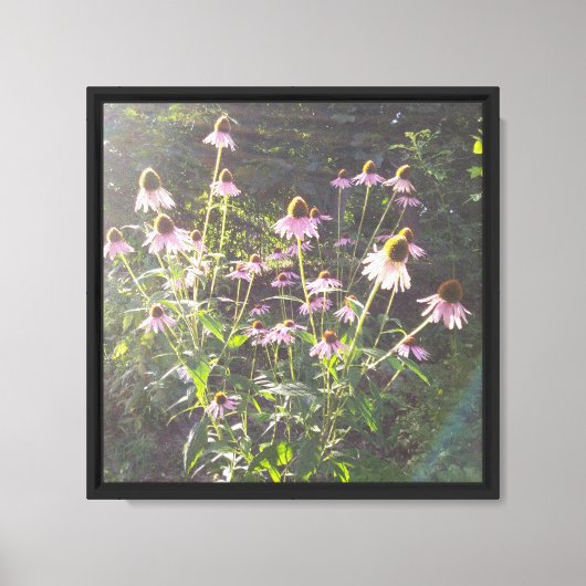 Toile Fleurs d'échinacée au soleil (Recto)