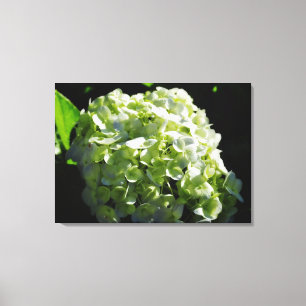 Toile Fleurs d'hydrangées vertes