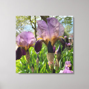 Toile Fleurs d'Iris