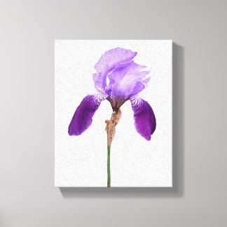 Toile Fleurs d'iris violettes boho florales glamour fémi