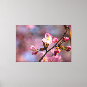 Toile Fleurs et bourgeons de sakura éclairés par le sole