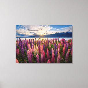 Toile Fleurs Lupines Nouvelle-Zélande