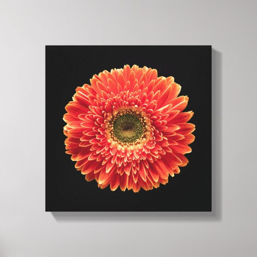 Toile Fleurs | Orange Gerbera Daisy (Recto)