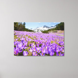 Toile Fleurs Parc de montagne de Crocus Pirin Bulgarie