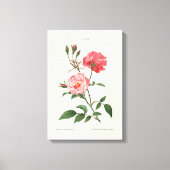 Toile Fleurs Rosa vintages (Recto)