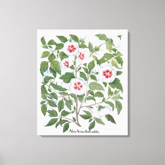 Toile Fleurs vintages d'Hibiscus par Basilius Besler (Recto)