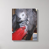 Toile Flexible Congo perroquet gris africain avec queue (Recto)