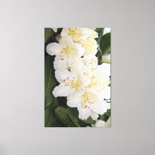 Toile Floral blanc crémeux (Recto)