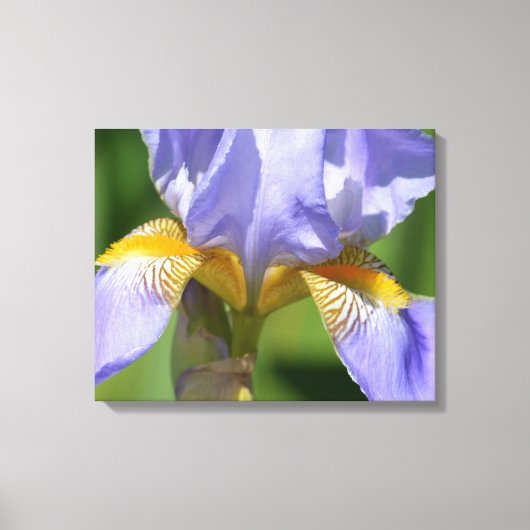 Toile Floralphotographie de Purple Iris (Recto)