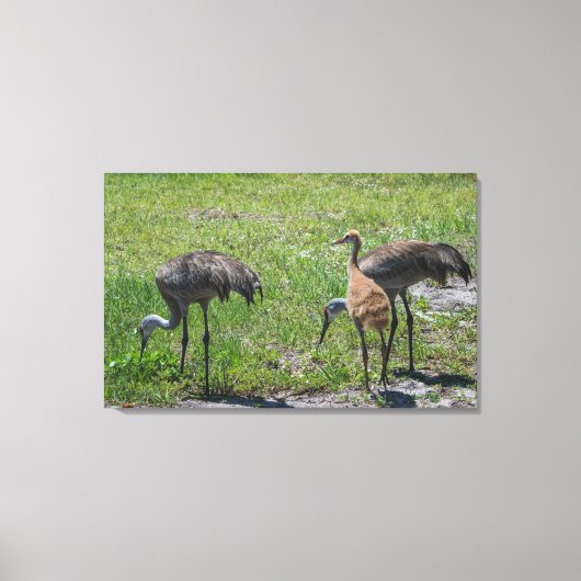 Toile Floride Sandhill Granes Nature Photographie (Recto)