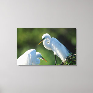 Toile Floride, Venise, Sanctuaire Audubon, Aigrette garz